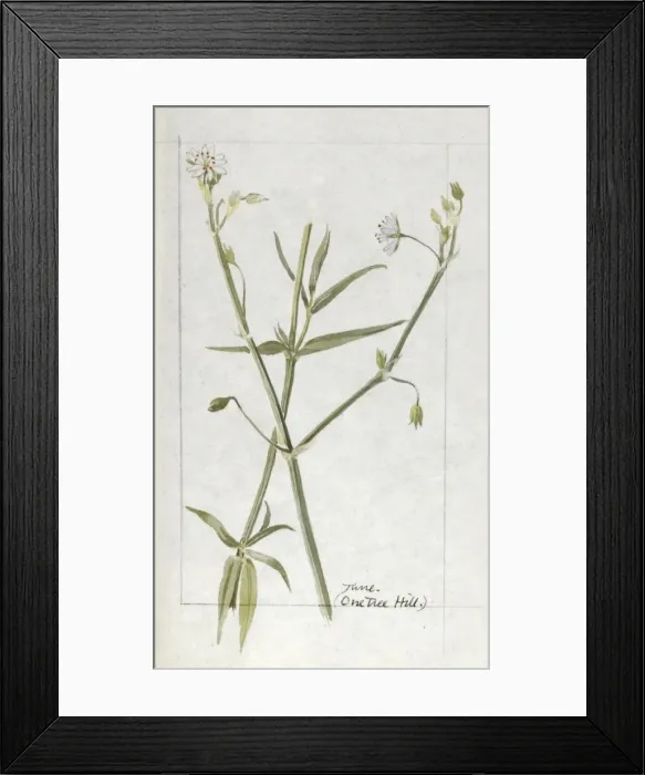 Framed Print : Botanical Sketchbook -- wild flower Framed Print : Botanical Sketchbook -- wild flower