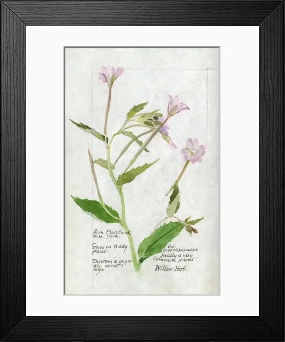 Framed Print : Botanical Sketchbook -- Willow Herb Framed Print : Botanical Sketchbook -- Willow Herb