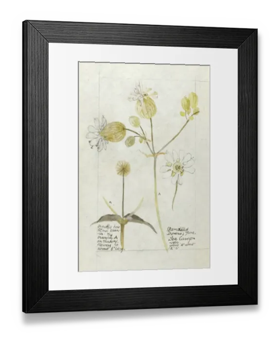 Framed Print : Botanical Sketchbook -- Sea Campion Framed Print : Botanical Sketchbook -- Sea Campion