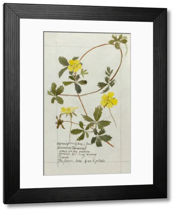 Framed Print : Botanical Sketchbook -- Common Tormentil Framed Print : Botanical Sketchbook -- Common Tormentil