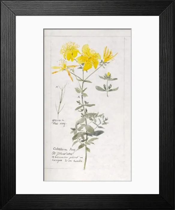 Framed Print : Botanical Sketchbook -- St Johns Wort Framed Print : Botanical Sketchbook -- St Johns Wort