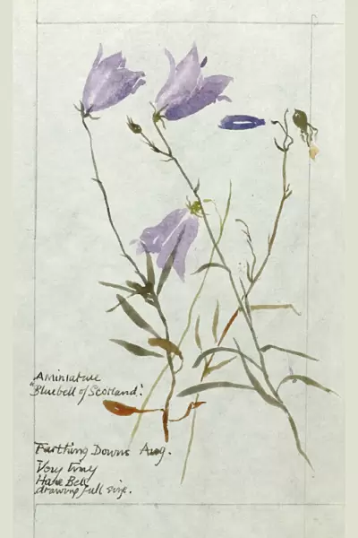 Botanical Sketchbook -- Harebell