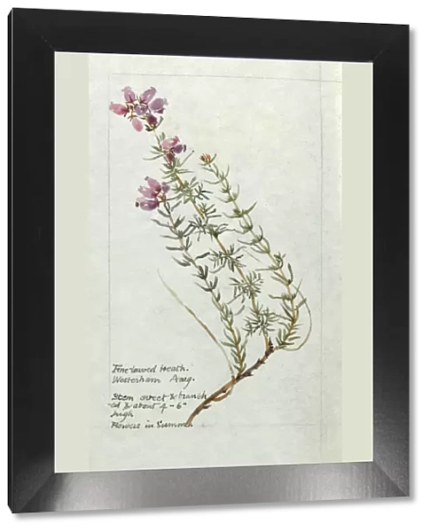 Botanical Sketchbook -- Fine Leaved Heath