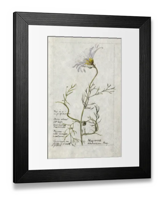 Framed Print : Botanical Sketchbook -- Mayweed Framed Print : Botanical Sketchbook -- Mayweed