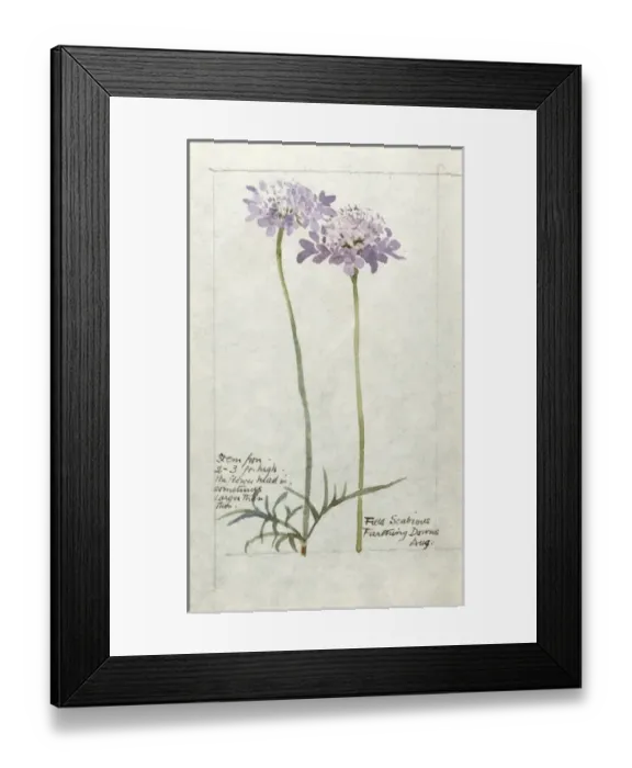 Framed Print : Botanical Sketchbook -- Field Scabious Framed Print : Botanical Sketchbook -- Field Scabious