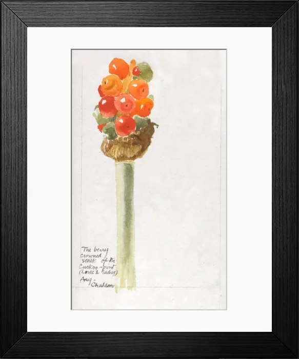 Framed Print : Botanical Sketchbook -- Cuckoo Pint Framed Print : Botanical Sketchbook -- Cuckoo Pint