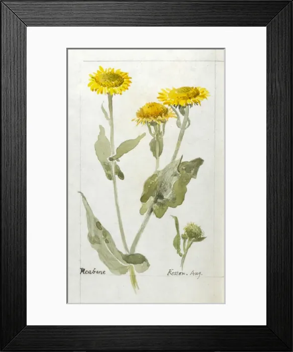 Framed Print : Botanical Sketchbook -- Fleabane Framed Print : Botanical Sketchbook -- Fleabane