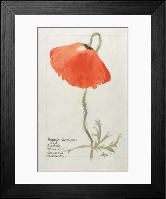 Framed Print : Botanical Sketchbook -- Corn Poppy Framed Print : Botanical Sketchbook -- Corn Poppy