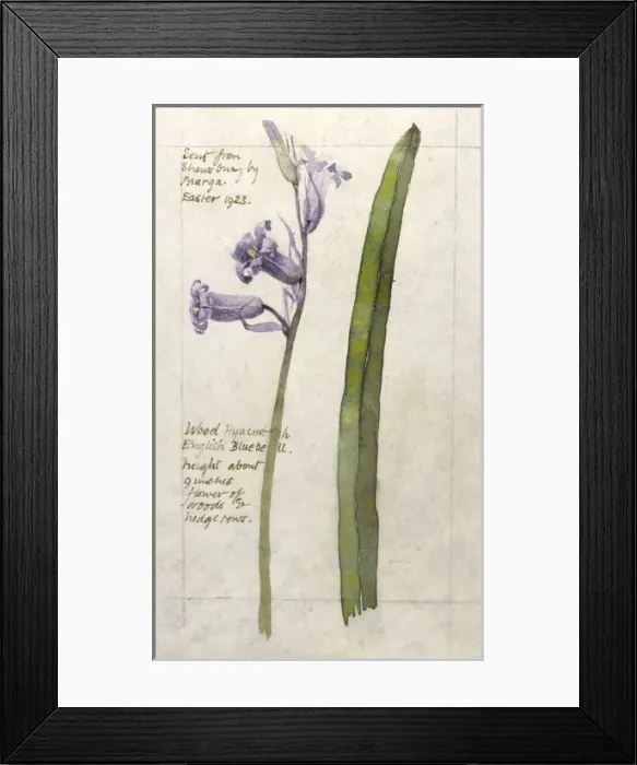 Framed Print : Botanical Sketchbook -- Wood Hyacinth Framed Print : Botanical Sketchbook -- Wood Hyacinth