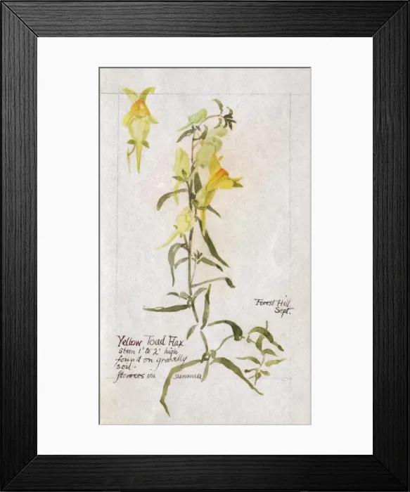 Framed Print : Botanical Sketchbook -- Yellow Toadflax Framed Print : Botanical Sketchbook -- Yellow Toadflax