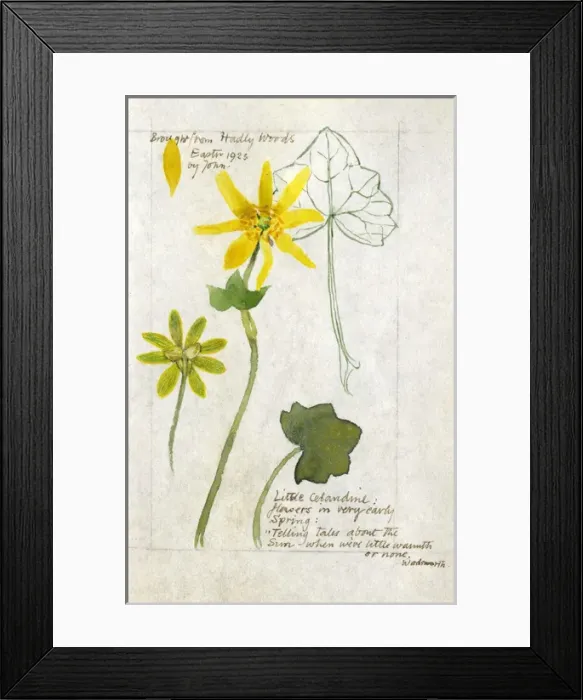 Framed Print : Botanical Sketchbook -- Little Celandine Framed Print : Botanical Sketchbook -- Little Celandine