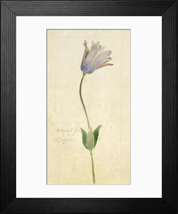 Framed Print : Botanical Sketchbook -- wild flower Framed Print : Botanical Sketchbook -- wild flower