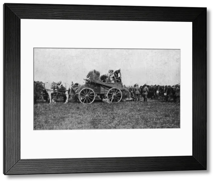 Framed Print : Fodder for German cavalry horses Framed Print : Fodder for German cavalry horses