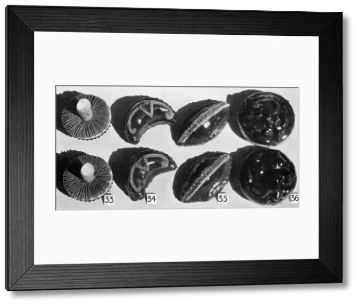 Framed Print : A Spread of French Pastries, Frangipane Desserts Framed Print : A Spread of French Pastries, Frangipane Desserts