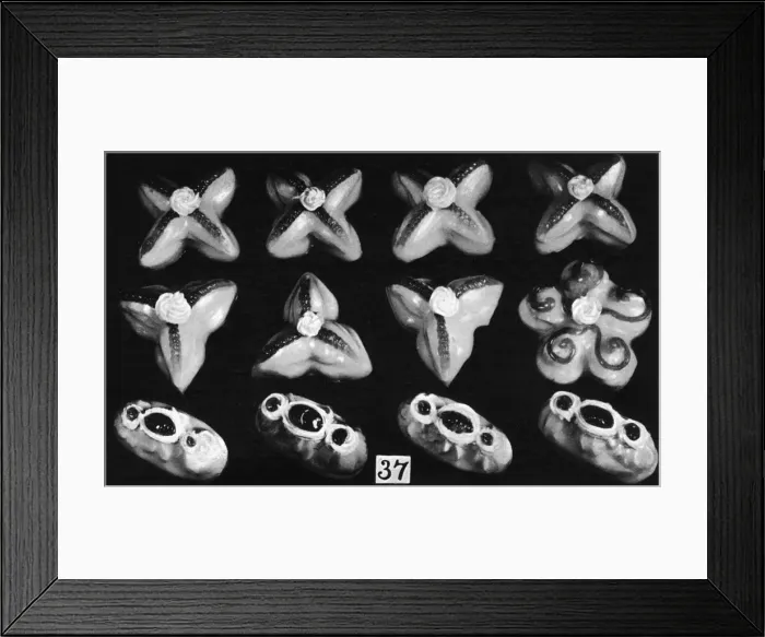 Framed Print : Parisian Dessert Bonbons Framed Print : Parisian Dessert Bonbons