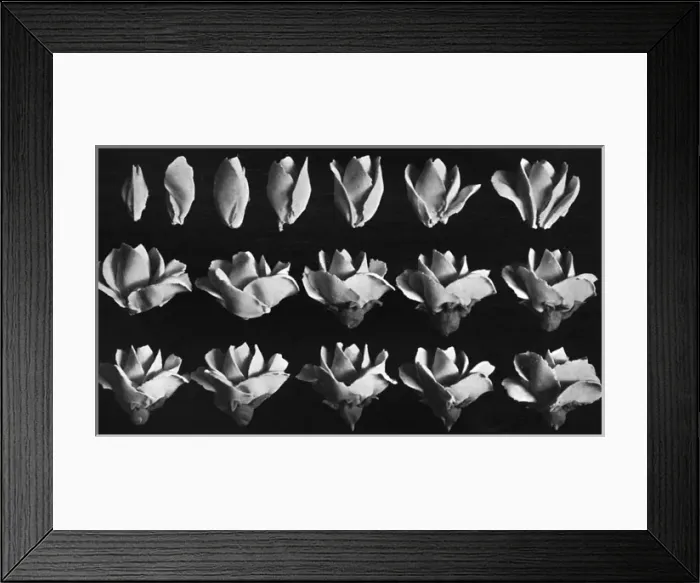 Framed Print : Cake design, flower making Framed Print : Cake design, flower making