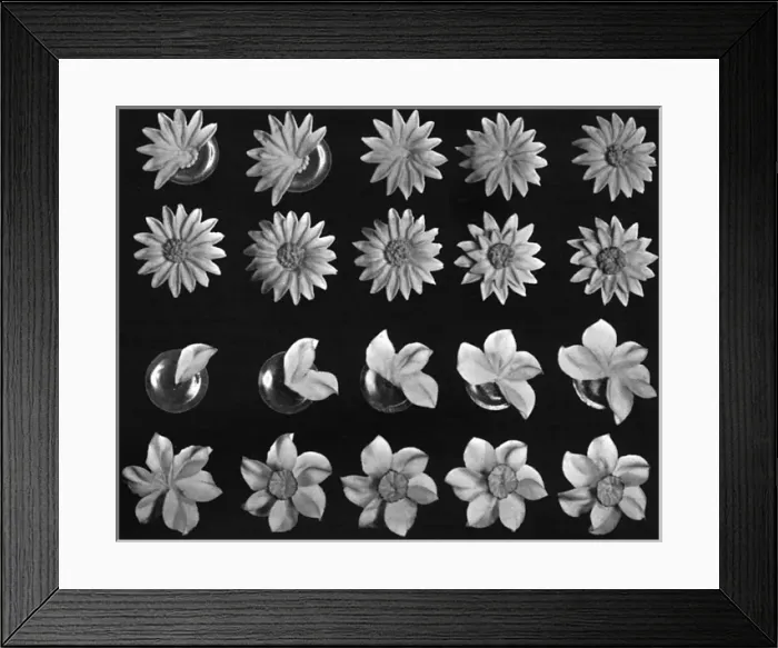 Framed Print : Cake design, flower making, Daisy Details Framed Print : Cake design, flower making, Daisy Details