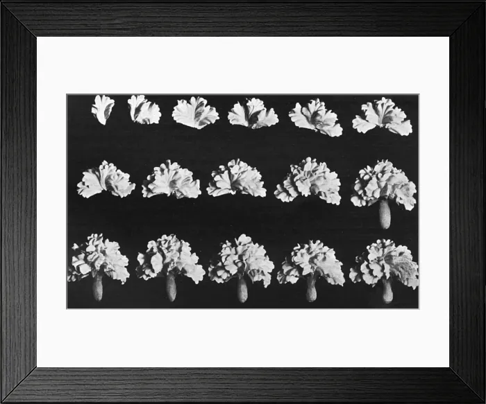 Framed Print : Cake design, flower making, the Half Carnation Framed Print : Cake design, flower making, the Half Carnation