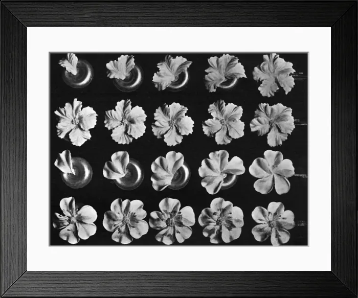 Framed Print : Cake design, flower making, Petunia, Wild Rose