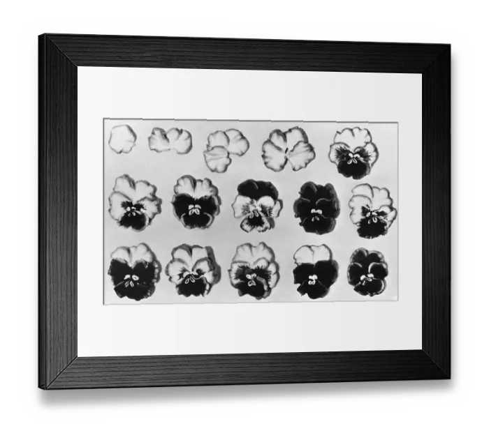 Framed Print : Cake design, flower making. Stages in Pansy Making Framed Print : Cake design, flower making. Stages in Pansy Making