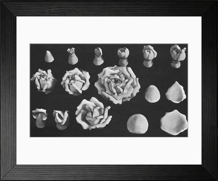 Framed Print : Roses modelled in Marzipan Framed Print : Roses modelled in Marzipan