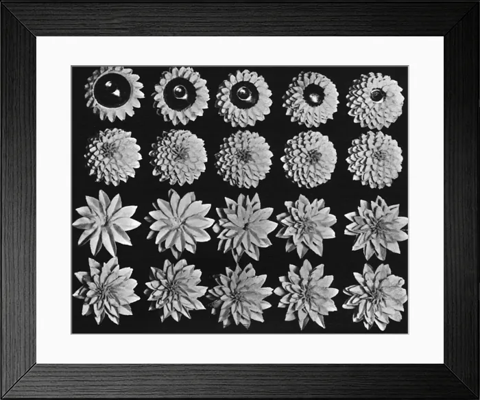 Framed Print : Cake design, flower making. Dahlias Framed Print : Cake design, flower making. Dahlias