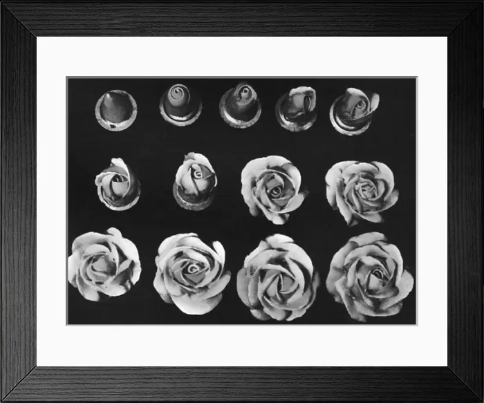 Framed Print : Cake design, flower making. The Rose Framed Print : Cake design, flower making. The Rose