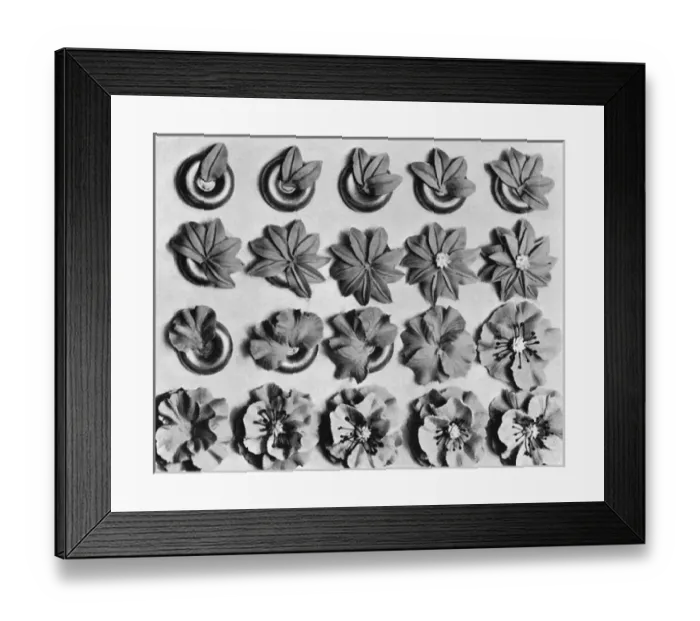 Framed Print : Cake design, flower making. Poinsettias and Poppies