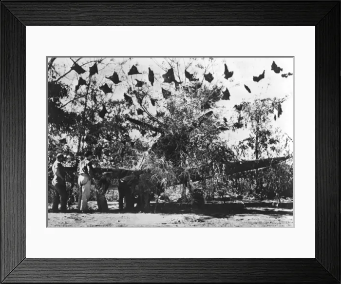 Framed Print : Camouflaged US fighter plane in China Framed Print : Camouflaged US fighter plane in China