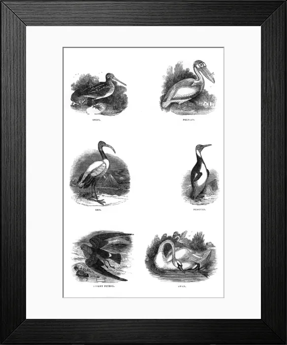 Framed Print : Various birds Framed Print : Various birds