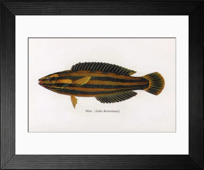Framed Print : Hilu, Fishes of Hawaii Framed Print : Hilu, Fishes of Hawaii