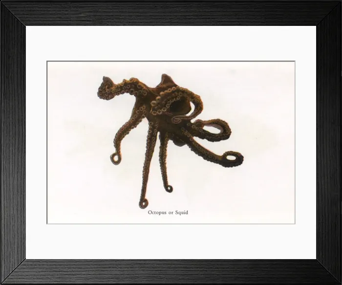 Framed Print : Octopus or Squid, Fishes of Hawaii Framed Print : Octopus or Squid, Fishes of Hawaii