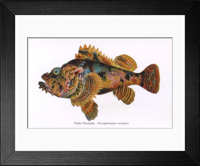 Framed Print : Nohu Omakah, Fishes of Hawaii Framed Print : Nohu Omakah, Fishes of Hawaii