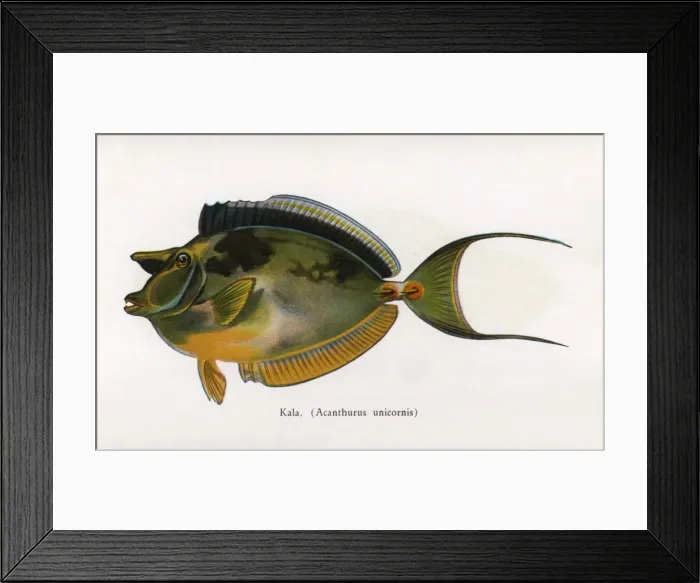 Framed Print : Kala, Fishes of Hawaii Framed Print : Kala, Fishes of Hawaii