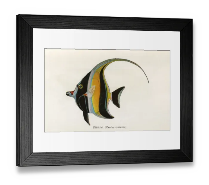 Framed Print : Kihikihi, Fishes of Hawaii Framed Print : Kihikihi, Fishes of Hawaii