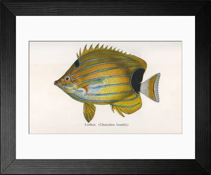 Framed Print : Lauhau, Fishes of Hawaii Framed Print : Lauhau, Fishes of Hawaii