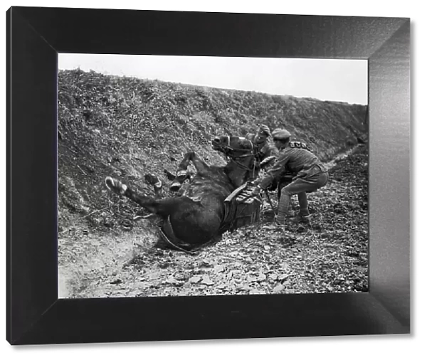 Cavalry pack horse takes a fall, Western Front, WW1