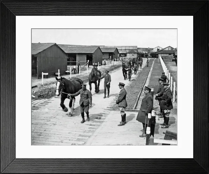 Framed Print : Cured horses leaving a depot, Western Front, WW1 Framed Print : Cured horses leaving a depot, Western Front, WW1