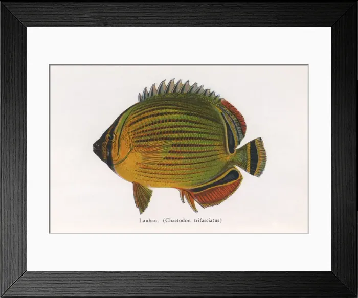 Framed Print : Lauhau, Fishes of Hawaii Framed Print : Lauhau, Fishes of Hawaii