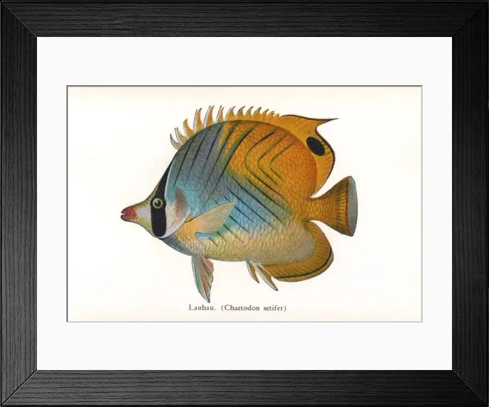 Framed Print : Lauhau, Fishes of Hawaii Framed Print : Lauhau, Fishes of Hawaii