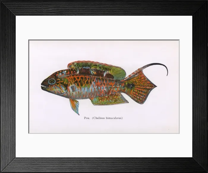 Framed Print : Pou, Fishes of Hawaii Framed Print : Pou, Fishes of Hawaii