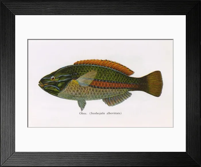 Framed Print : Ohua, Fishes of Hawaii Framed Print : Ohua, Fishes of Hawaii
