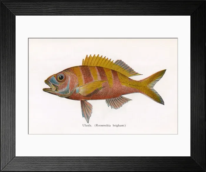 Framed Print : Ulaula, Fishes of Hawaii Framed Print : Ulaula, Fishes of Hawaii