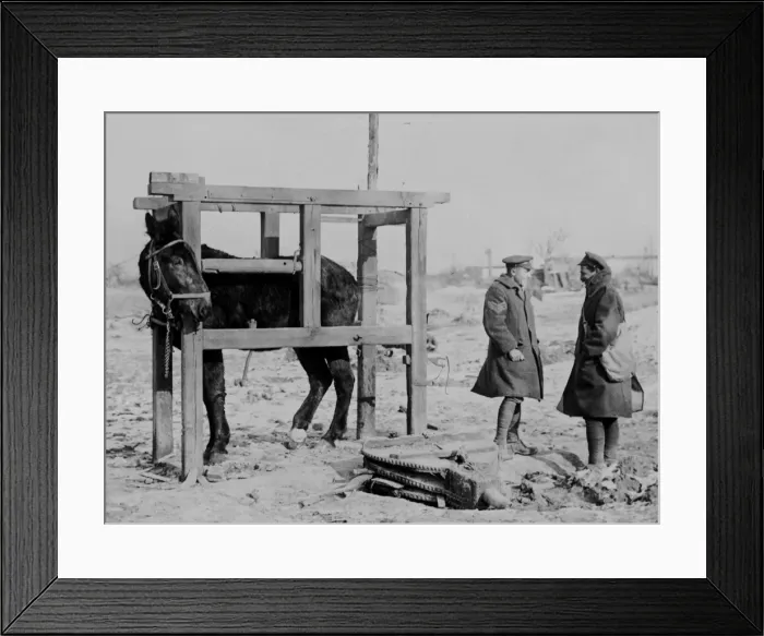 Framed Print : Mule in stocks, Western Front, WW1 Framed Print : Mule in stocks, Western Front, WW1