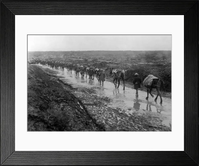 Framed Print : Ammunition on pack mules, Western Front, France, WW1 Framed Print : Ammunition on pack mules, Western Front, France, WW1