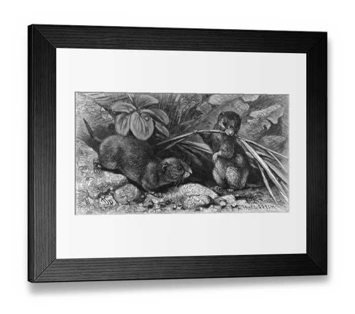 Framed Print : Continental field voles Framed Print : Continental field voles