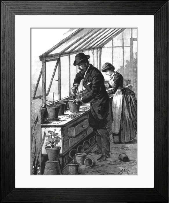 Framed Print : Gentleman potting a plant, c. 1891 Framed Print : Gentleman potting a plant, c. 1891