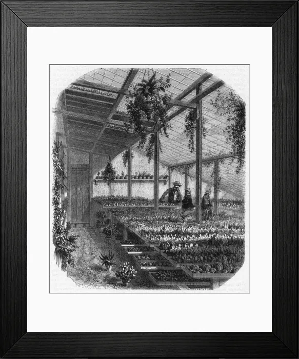 Framed Print : Cultivating cacti, Paris 1857 Framed Print : Cultivating cacti, Paris 1857