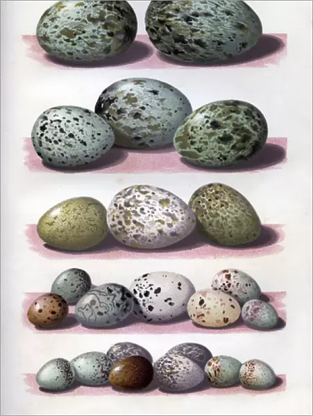 The Eggs of British Birds