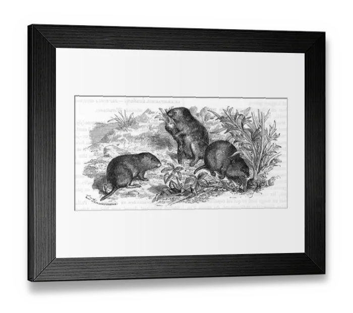 Framed Print : Voles and vegetables Framed Print : Voles and vegetables